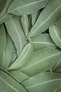 Eucalyptus Leaves Full Frame Background Top View Royalty Free Stock Photo