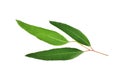 Eucalyptus leaves isolated on white background. Clipping path Royalty Free Stock Photo