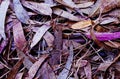 Eucalyptus leaves in lavender