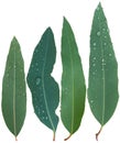 Eucalyptus leaves, rain drop isolated on white background. Clipping path Royalty Free Stock Photo