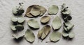 Eucalyptus leaves (Eucalyptus spp.) are arranged on a textured fabric surface. The Royalty Free Stock Photo
