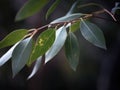 Eucalyptus leaves on a tree branch Royalty Free Stock Photo