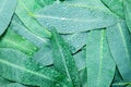 Eucalyptus leaves with water rain drop background Royalty Free Stock Photo