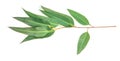 Close up Eucalyptus leaves on white background Royalty Free Stock Photo