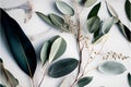 Eucalyptus leavesle background. Flat lay, top view