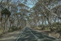 Eucalyptus lined road on Kangaroo Island, South Australia Royalty Free Stock Photo