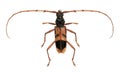 Eucalyptus long-horned beetle