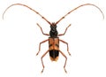 Eucalyptus long-horned beetle