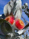 Eucalyptus macrocarpa or mottlecah mallee. Red blooming gum nuts with silver foliages Royalty Free Stock Photo