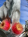 Eucalyptus macrocarpa or mottlecah mallee. Red blooming gum nuts with silver foliages Royalty Free Stock Photo