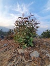 eucalyptus Nitens plant Royalty Free Stock Photo