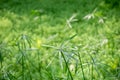 Eucalyptus and Parrot`s feather - Myriophyllum aquaticum - green leaves in a pond