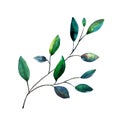 Eucalyptus parvifolia dollar branch. Watercolor illustration. Isolated object on white background. Clipart for execution holidays.