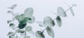 Eucalyptus plant leaves. Fresh Eucalyptus close up, on light grey background, scented, essential oil