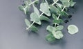 Eucalyptus plant leaves. Fresh Eucalyptus close up, on grey background, top view. Essential oil