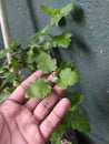 eucalyptus plant in thehome garden.little leaves are shinnig litely against the low sunlight.a green wall is behind the plant.