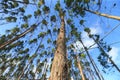 eucalyptus plantation in Bahia Royalty Free Stock Photo