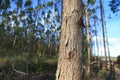 eucalyptus plantation in Bahia Royalty Free Stock Photo