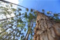 eucalyptus plantation in Bahia Royalty Free Stock Photo