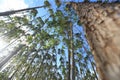 eucalyptus plantation in Bahia Royalty Free Stock Photo