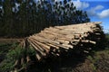 eucalyptus plantation in Bahia Royalty Free Stock Photo