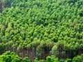 Eucalyptus plantation in Brazil - cellulose paper agriculture - birdseye drone view Royalty Free Stock Photo