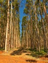 Eucalyptus plantation
