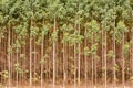 Eucalyptus plantation Royalty Free Stock Photo