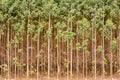 Eucalyptus plantation