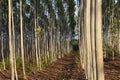 EUCALYPTUS PLANTATION AT THE FOREST DIVISION