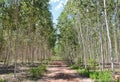 Eucalyptus plantation