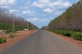 Eucalyptus plantation replaces Cerrado in Piaui