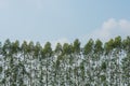 Eucalyptus plantations in rice fields.