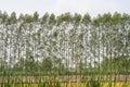 Eucalyptus plantations in rice fields.