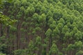 Eucalyptus plantations in the region of Quindio