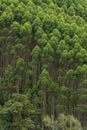 Eucalyptus plantations in the region of Quindio