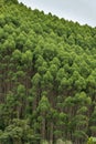 Eucalyptus plantations in the region of Quindio