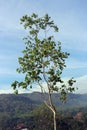 Eucalyptus polyanthemos, commonly known as red box