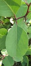 Eucalyptus polyanthemos leaf, Red box, silver dollar gum