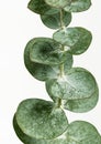 Eucalyptus round leaves poster