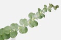 Eucalyptus round leaves on white background