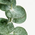 Eucalyptus round leaves on white background