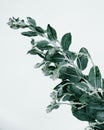 Eucalyptus savage green decor