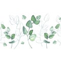 Eucalyptus. Seamless pattern border. Branches of greenery. Botanical watercolor illustration