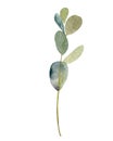 Eucalyptus seeded silver dollar tree leaves designer art, foliage, natural branches elements in watercolor rustic style