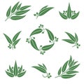 Eucalyptus set. Collection icon eucalyptus. Vector