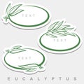 Eucalyptus set. Collection eucalyptus leaves frame. Vector