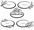 Eucalyptus set. Collection eucalyptus leaves frame. Vector