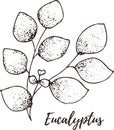 Eucalyptus. Set of hand drawn vector spices and herbs. Medicinal, cosmetic, culinary plants Royalty Free Stock Photo