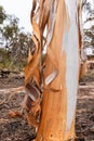 Eucalyptus sheathiana shedding bark Goldfields region WA
